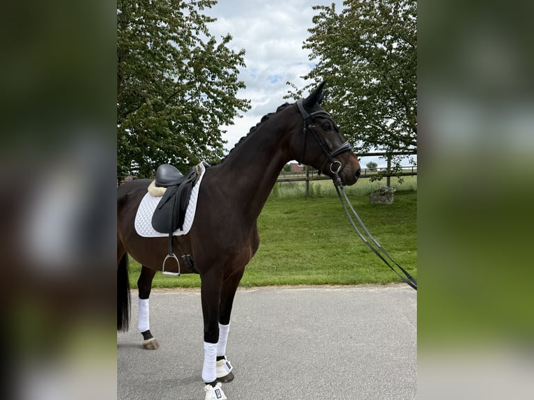 Oldenburger Merrie 10 Jaar 170 cm Donkerbruin in Apelern