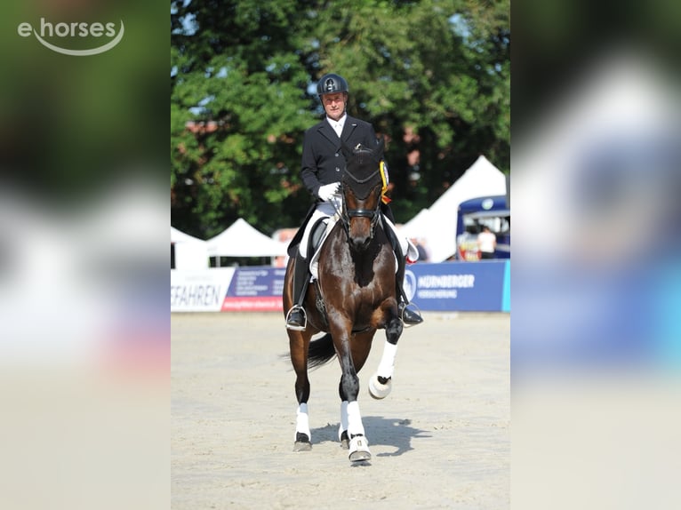 Oldenburger Merrie 10 Jaar 170 cm Donkerbruin in Ganschow