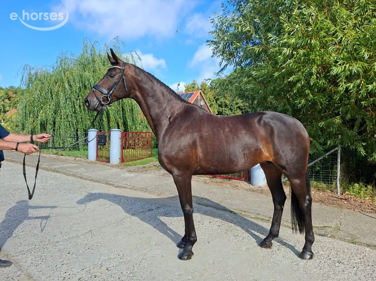 Oldenburger Merrie 10 Jaar 170 cm Donkerbruin in Ganschow