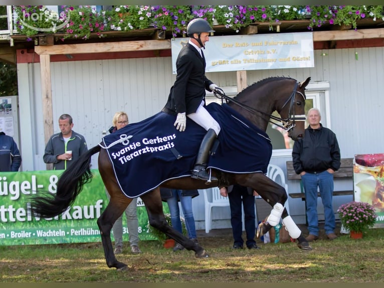 Oldenburger Merrie 10 Jaar 170 cm Donkerbruin in Ganschow