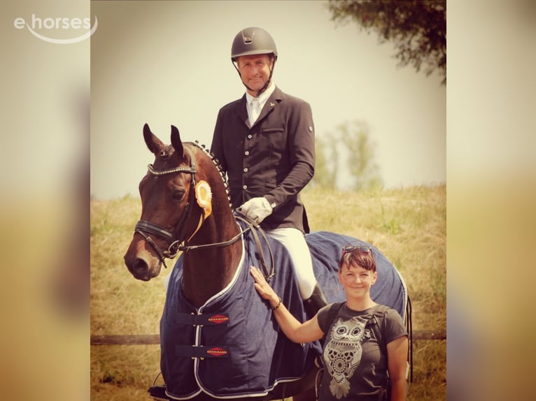 Oldenburger Merrie 10 Jaar 170 cm Donkerbruin in Ganschow