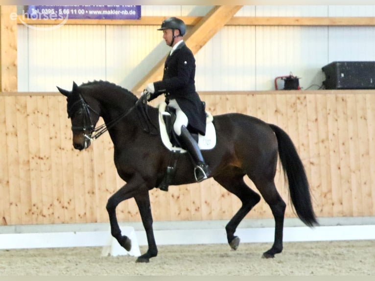 Oldenburger Merrie 10 Jaar 170 cm Donkerbruin in Ganschow