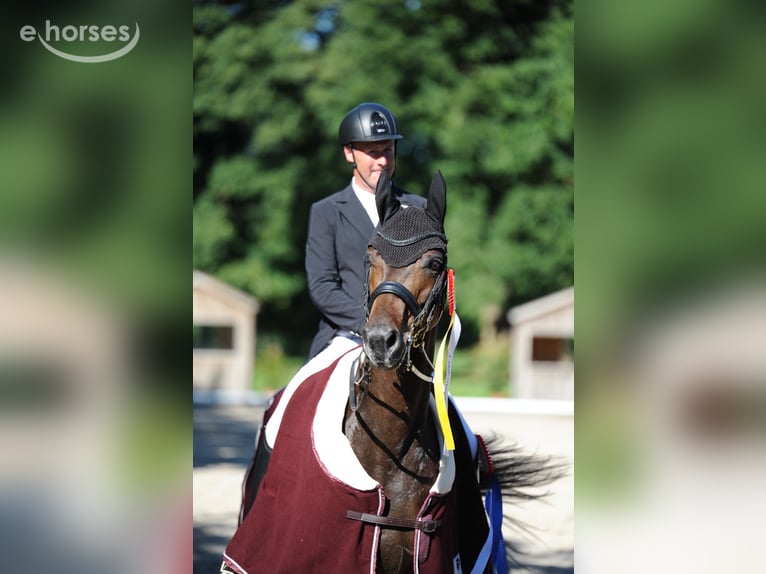 Oldenburger Merrie 10 Jaar 170 cm Donkerbruin in Ganschow