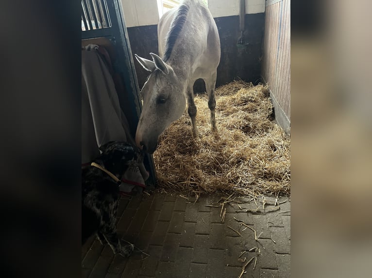 Oldenburger Merrie 10 Jaar 170 cm Schimmel in Bovenau