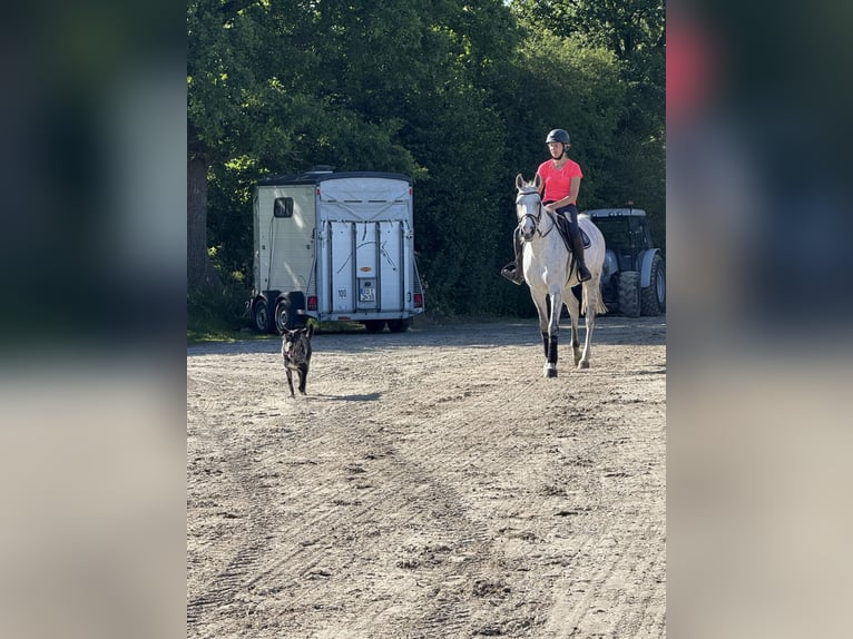 Oldenburger Merrie 10 Jaar 170 cm Schimmel in Bovenau