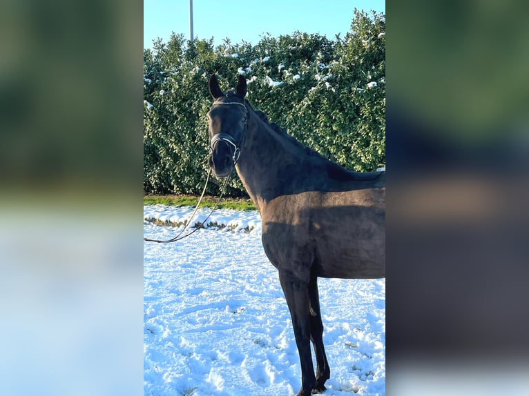 Oldenburger Merrie 10 Jaar 170 cm Zwart in Groß Ippener