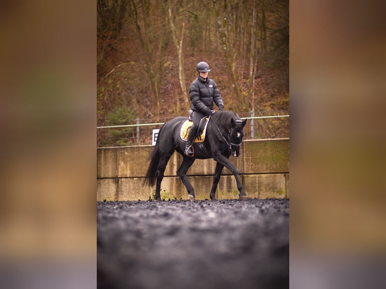 Oldenburger Merrie 10 Jaar 170 cm Zwart in Coburg