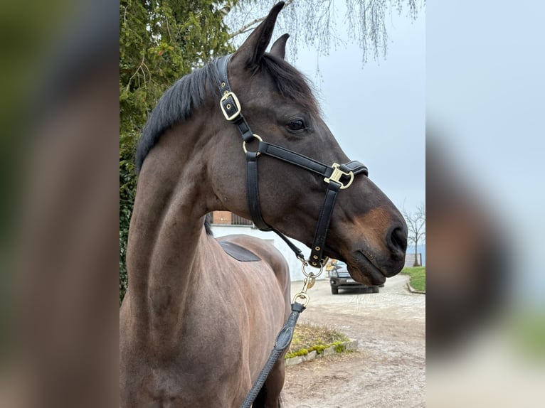 Oldenburger Merrie 10 Jaar 170 cm Zwartbruin in Schaffhausen