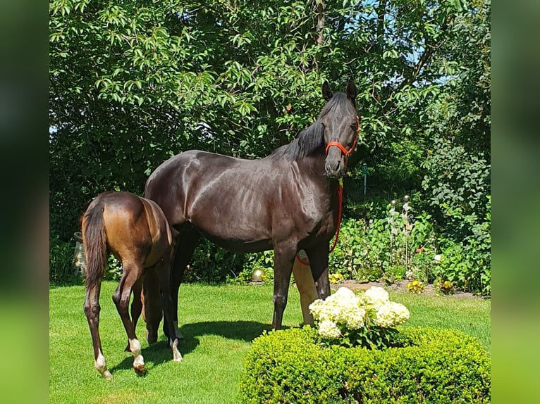 Oldenburger Merrie 10 Jaar 170 cm Zwartbruin in Wietmarschen
