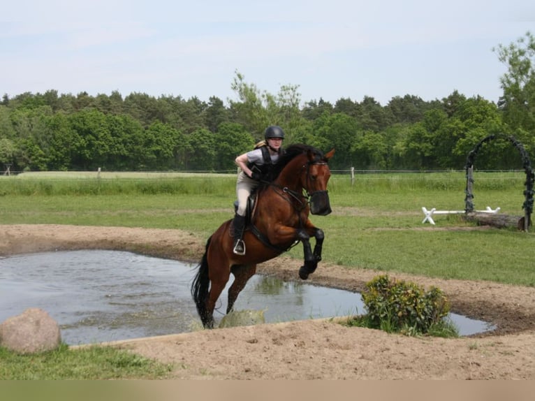 Oldenburger Merrie 10 Jaar 171 cm Bruin in Papenburg