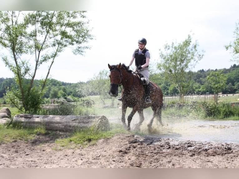 Oldenburger Merrie 10 Jaar 171 cm Bruin in Papenburg