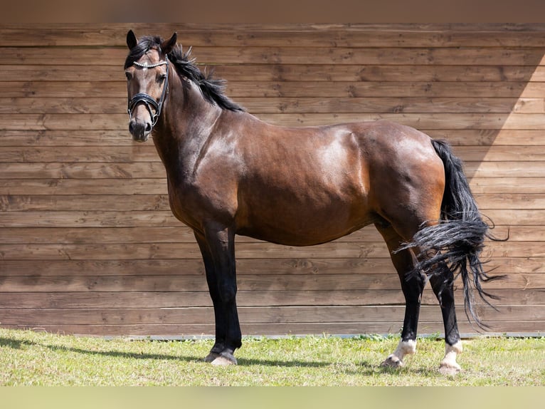 Oldenburger Merrie 10 Jaar 171 cm in Uhlst&#xE4;dt-Kirchhasel