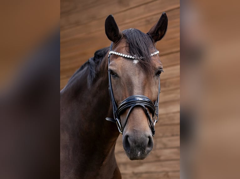 Oldenburger Merrie 10 Jaar 171 cm in Uhlst&#xE4;dt-Kirchhasel