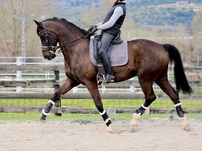 Oldenburger Merrie 10 Jaar 172 cm Zwart in Navas Del Madroño