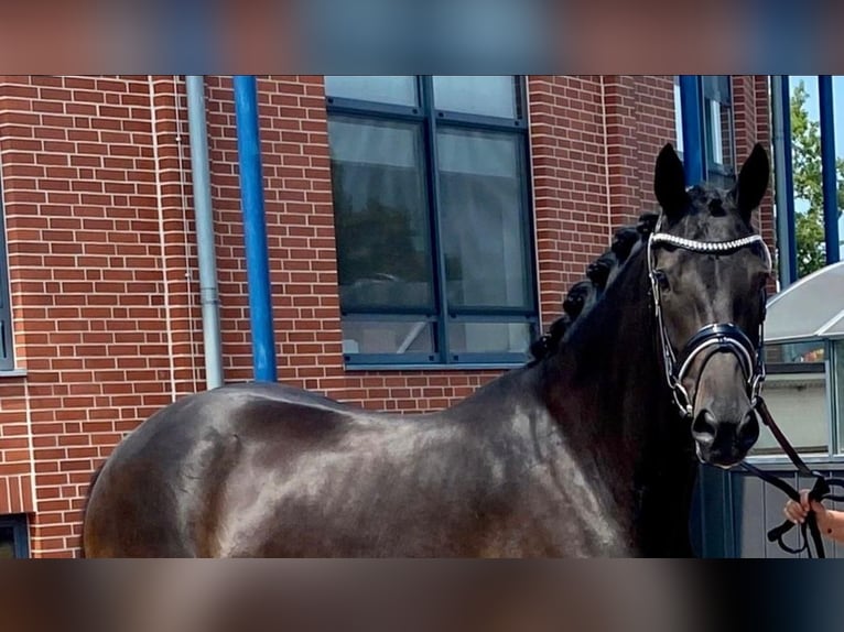 Oldenburger Merrie 10 Jaar 172 cm Zwart in Helferskirchen
