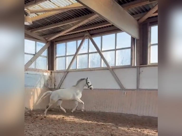 Oldenburger Merrie 10 Jaar 173 cm Appelschimmel in Aachen