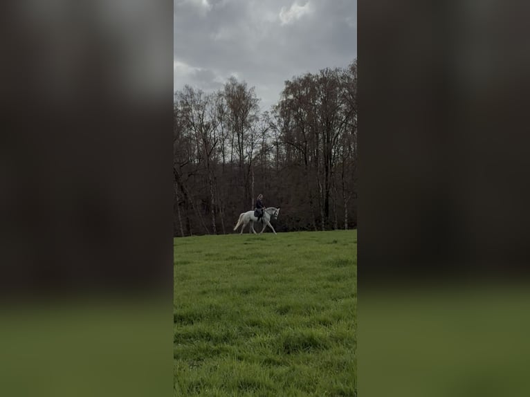 Oldenburger Merrie 10 Jaar 173 cm Appelschimmel in Aachen