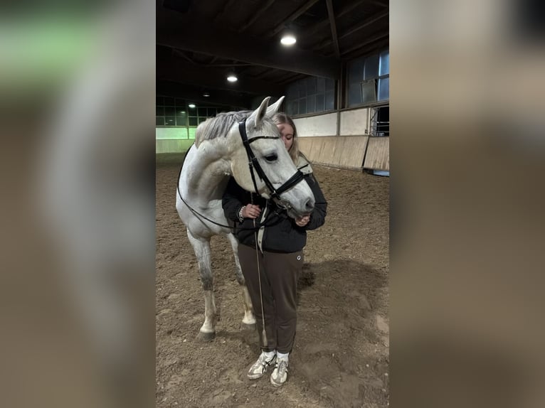 Oldenburger Merrie 10 Jaar 173 cm Schimmel in Aachenaachen