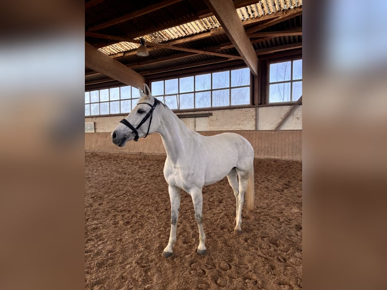 Oldenburger Merrie 10 Jaar 173 cm Schimmel in Aachenaachen