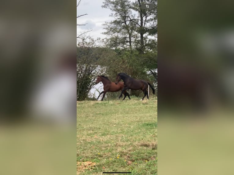 Oldenburger Merrie 10 Jaar 175 cm Donkerbruin in Boitzenburger Land