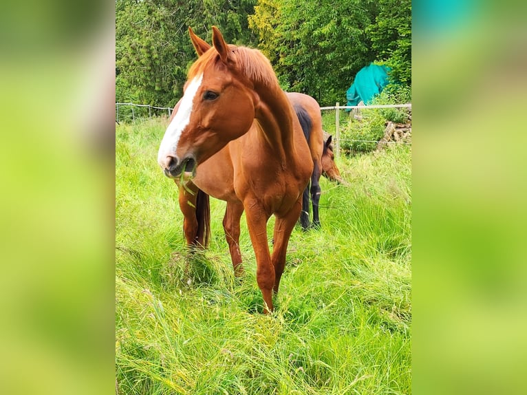 Oldenburger Merrie 10 Jaar 177 cm Vos in Warmsen