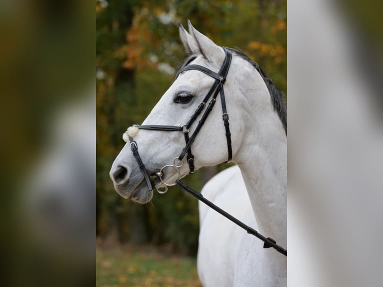Oldenburger Merrie 10 Jaar 178 cm Schimmel in Békéscsaba