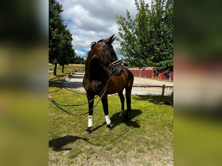 Oldenburger Merrie 10 Jaar Zwartbruin in Fuldabrück