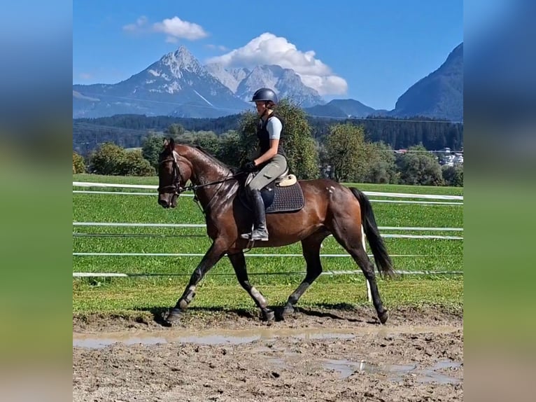 Oldenburger Merrie 11 Jaar 158 cm Buckskin in Kirchbichl
