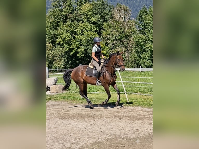 Oldenburger Merrie 11 Jaar 158 cm Buckskin in Kirchbichl