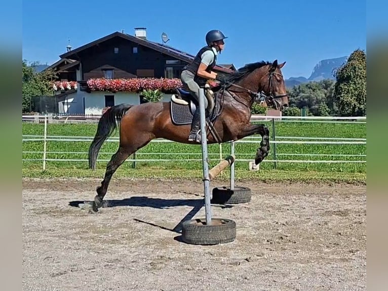 Oldenburger Merrie 11 Jaar 158 cm Buckskin in Kirchbichl