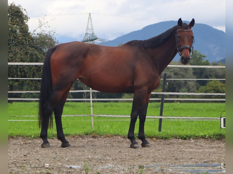 Oldenburger Merrie 11 Jaar 158 cm Buckskin in Kirchbichl