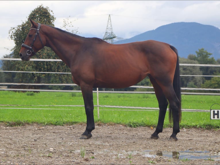 Oldenburger Merrie 11 Jaar 158 cm Buckskin in Kirchbichl