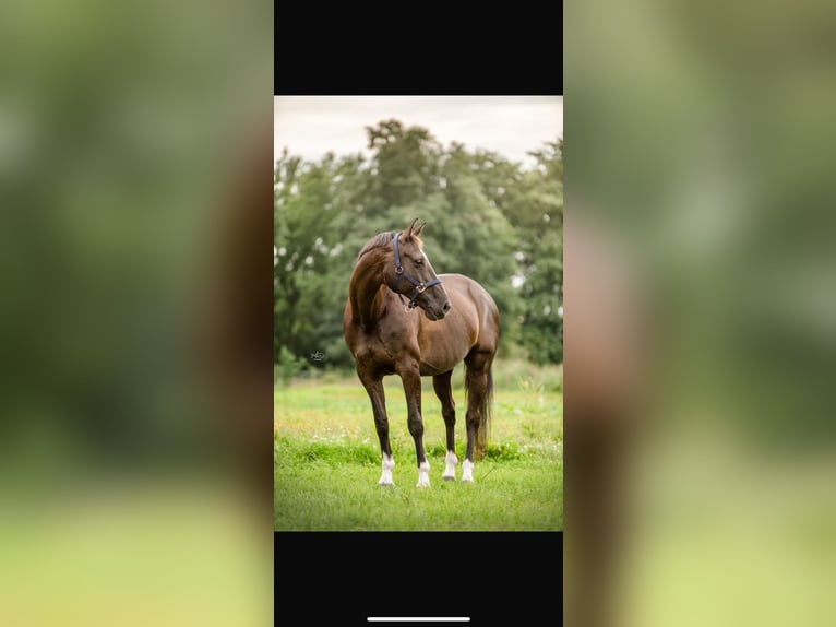 Oldenburger Mix Merrie 11 Jaar 162 cm Zwartbruin in Boelenslaan