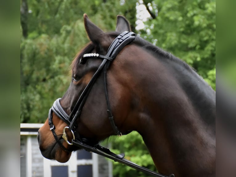 Oldenburger Merrie 11 Jaar 163 cm Bruin in Neuss