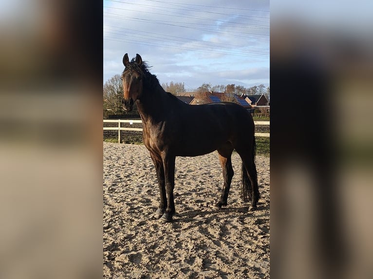 Oldenburger Merrie 11 Jaar 163 cm Bruin in Norden