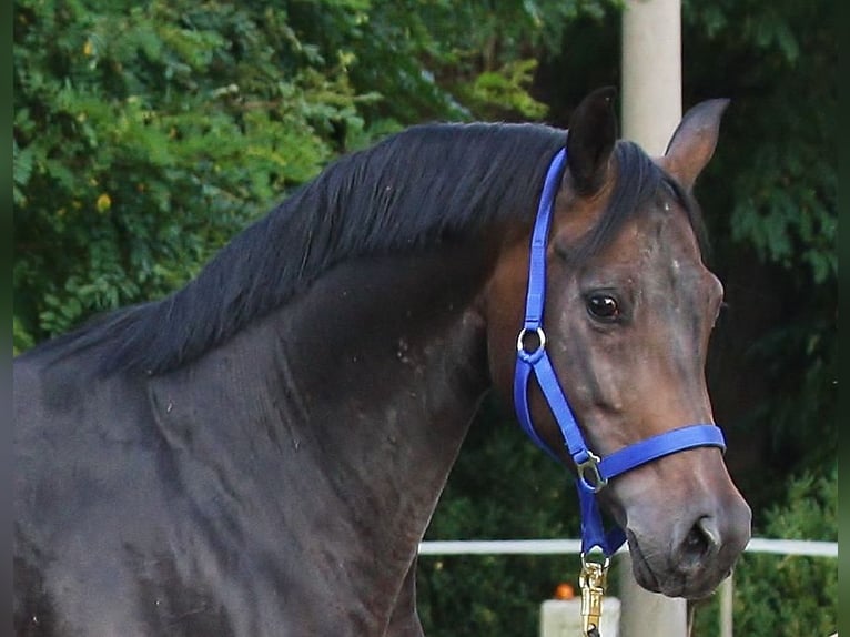 Oldenburger Merrie 11 Jaar 164 cm Donkerbruin in Radeburg