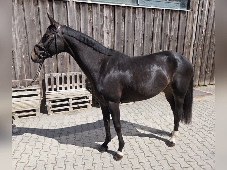 Oldenburger Merrie 11 Jaar 165 cm Donkerbruin in Mannheim
