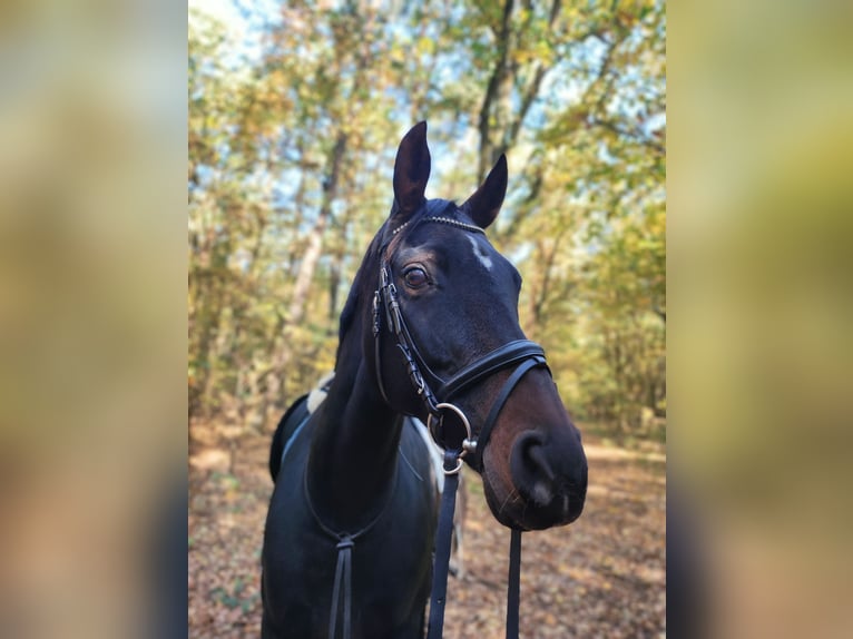 Oldenburger Merrie 11 Jaar 165 cm Donkerbruin in Fehrbellin Protzen