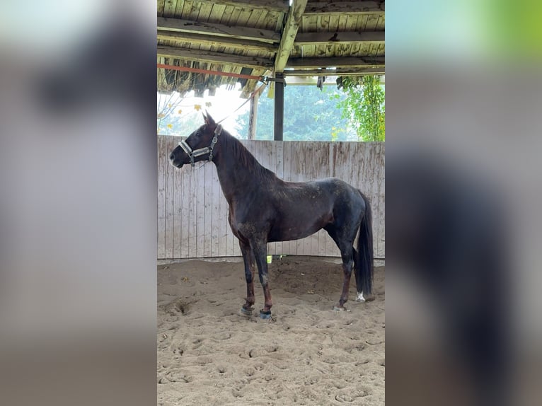 Oldenburger Merrie 11 Jaar 165 cm Donkere-vos in Memmingen