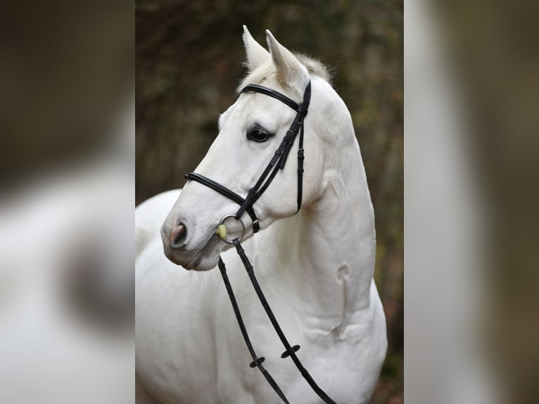 Oldenburger Merrie 11 Jaar 165 cm Schimmel in Münsingen