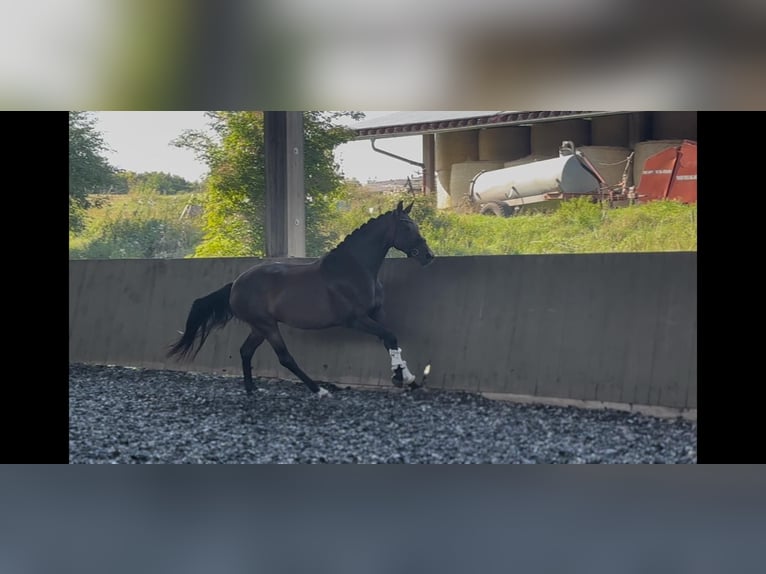 Oldenburger Merrie 11 Jaar 166 cm Bruin in St&#xF6;dtlen