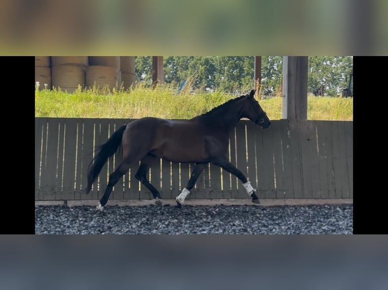 Oldenburger Merrie 11 Jaar 166 cm Bruin in St&#xF6;dtlen