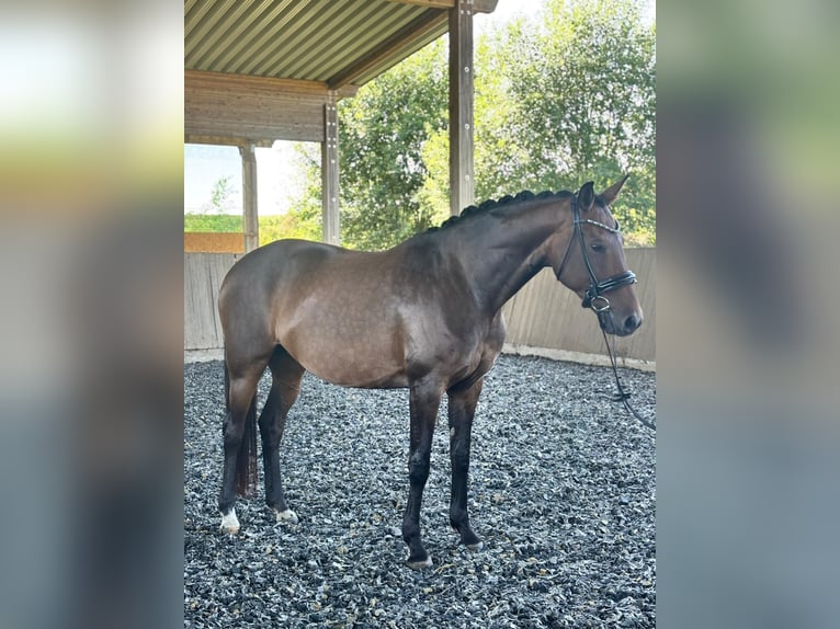 Oldenburger Merrie 11 Jaar 166 cm Bruin in St&#xF6;dtlen