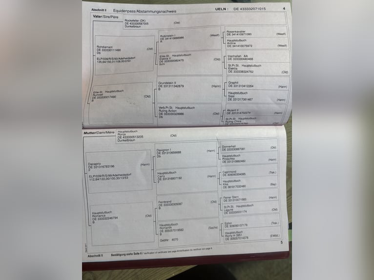 Oldenburger Merrie 11 Jaar 166 cm Donkere-vos in Taubenheim