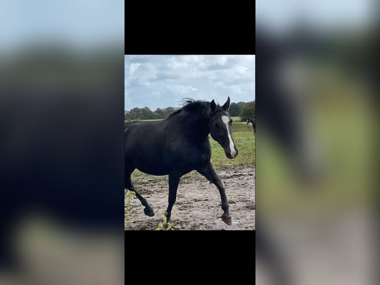 Oldenburger Merrie 11 Jaar 166 cm Zwart in S&#xFC;derl&#xFC;gum