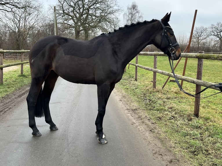 Oldenburger Merrie 11 Jaar 167 cm Bruin in Tremsbüttel