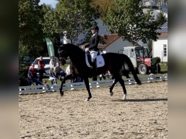 Oldenburger Merrie 11 Jaar 167 cm Zwartbruin in Landshut