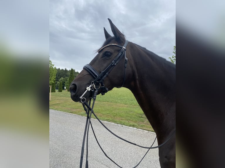 Oldenburger Merrie 11 Jaar 167 cm Zwartbruin in Landshut