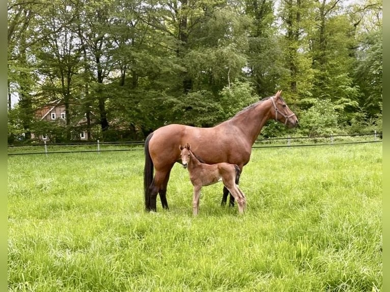 Oldenburger Merrie 11 Jaar 168 cm Bruin in Löningen