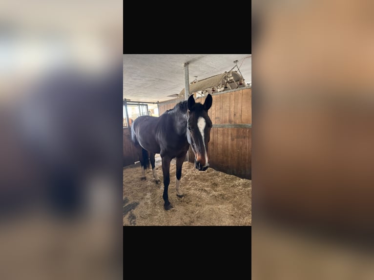 Oldenburger Merrie 11 Jaar 168 cm Bruin in Waldshut-Tiengen